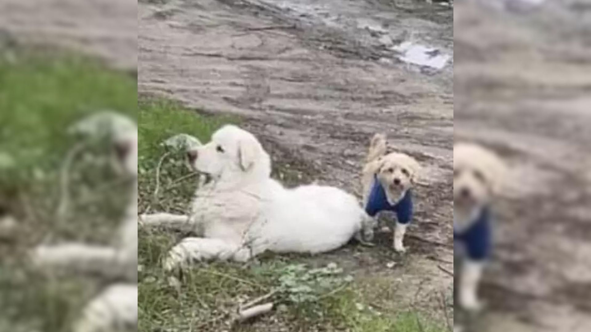 This Sweet Dog Would Not Abandon His Injured Friend Until Someone Came To Help