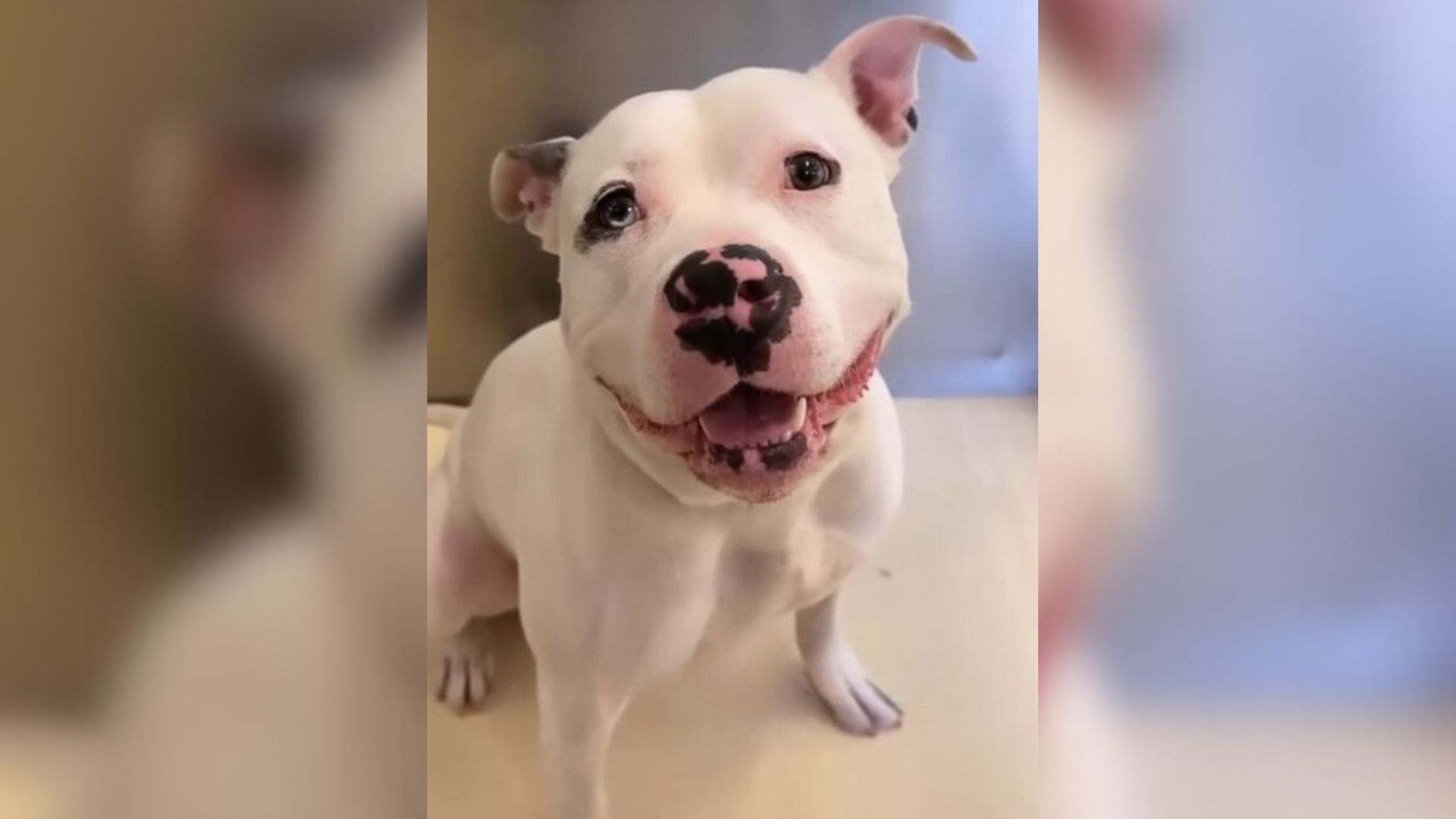 Family Dog Left At Shelter Due To A House Fire Falls In Love With A Shelter Volunteer
