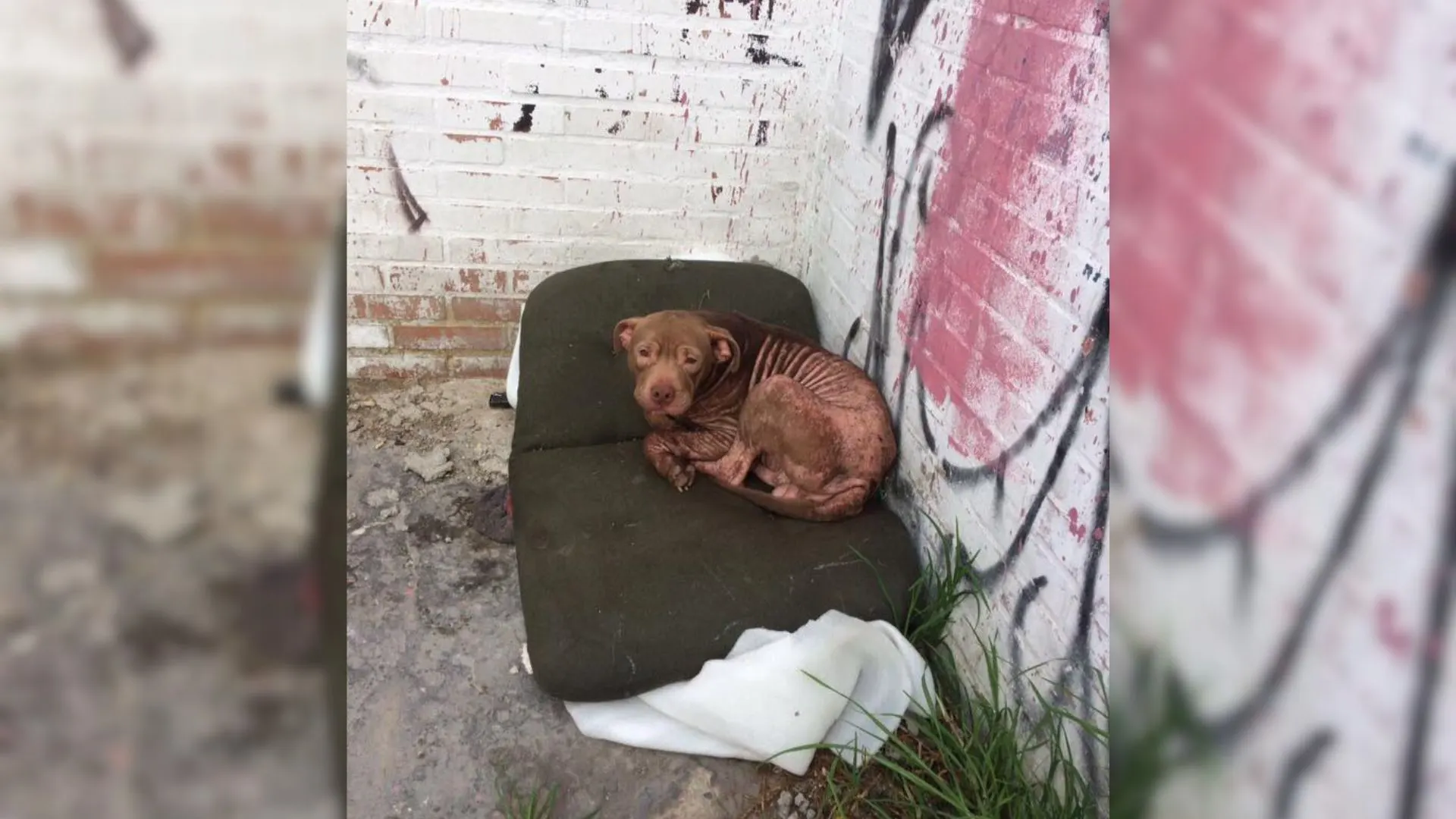 Abandoned Bulldog Was “Broken” Until Good Souls Found Him And Changed His Life