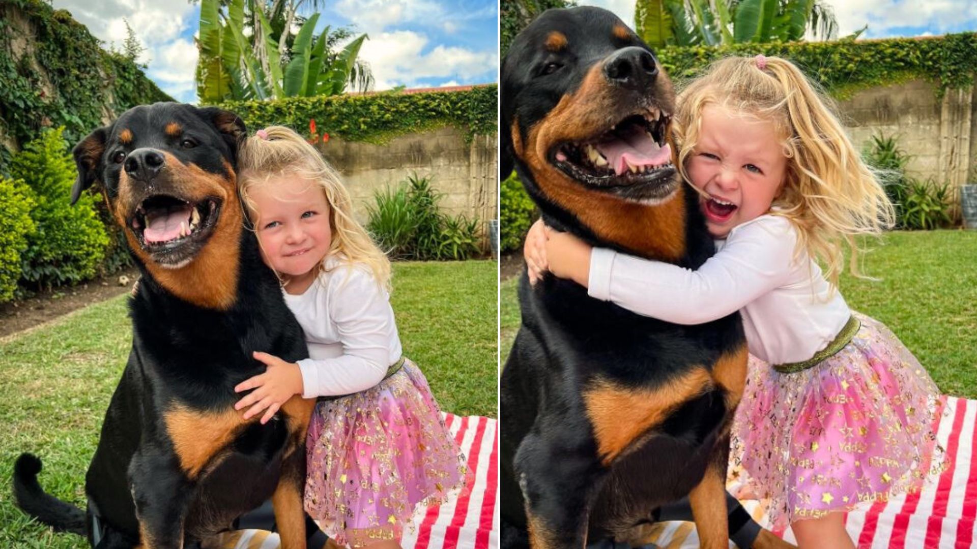 Adorable Rottweiler Puppy Helps Little Girl Overcome The Loss Of Her Old Dog