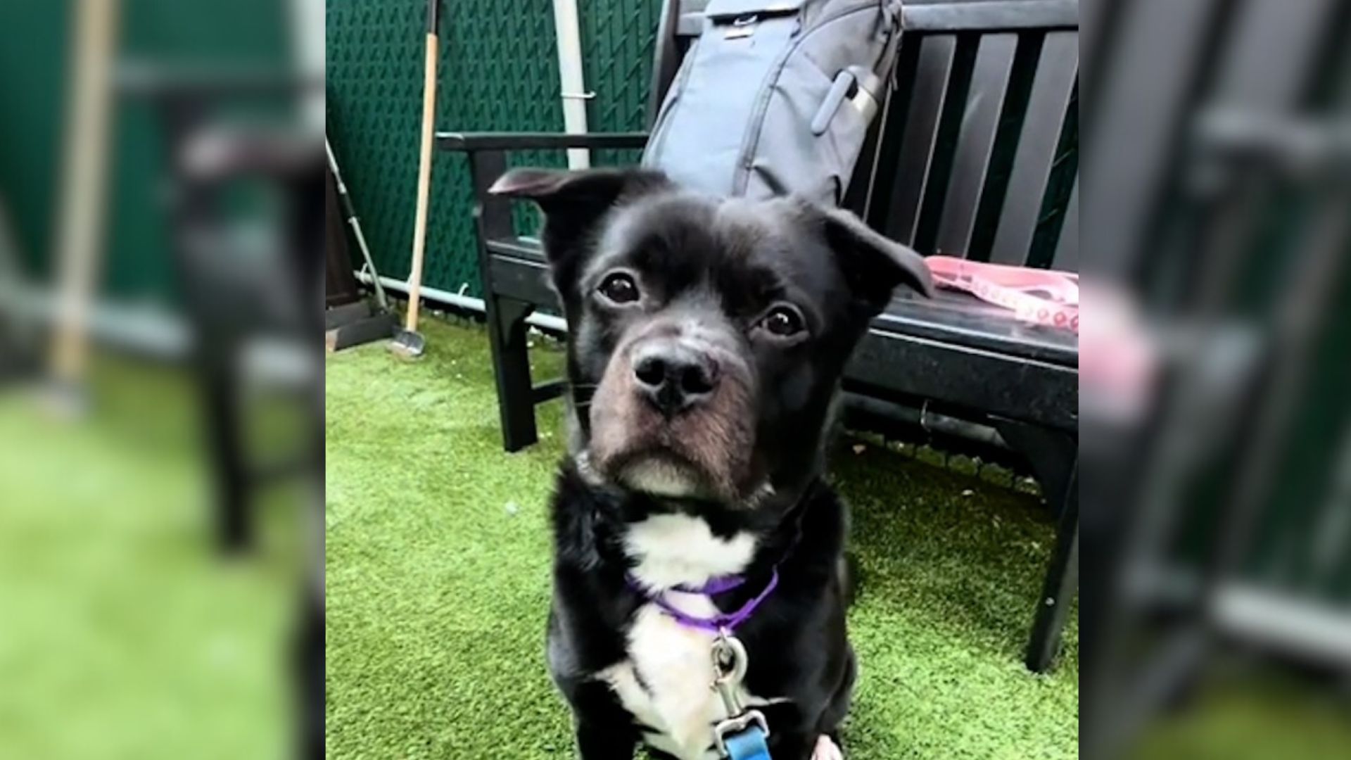 Beautiful 6-Year-Old Dog Surrendered To A NYC Shelter At ‘No Fault Of ...