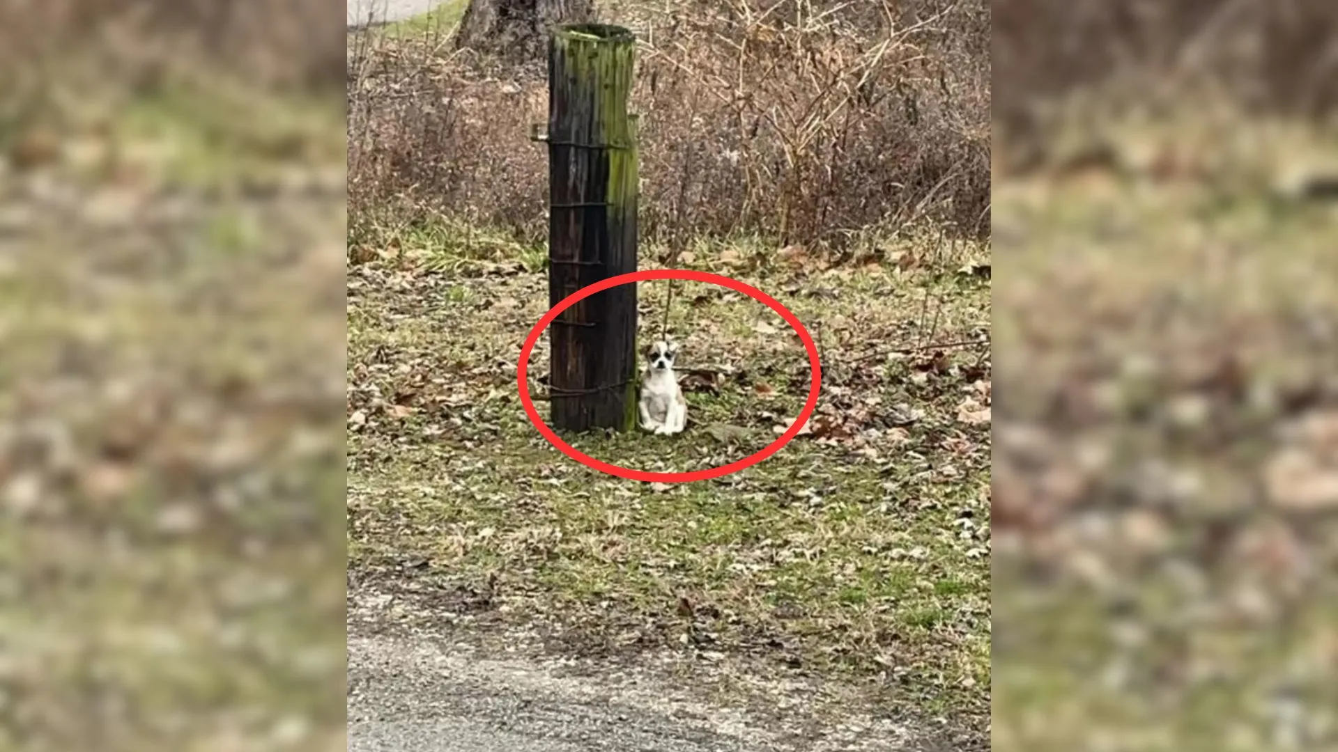 Driver Felt Saddened When He Looked Out Of The Window And Noticed A Little Creature Tied To A Tree