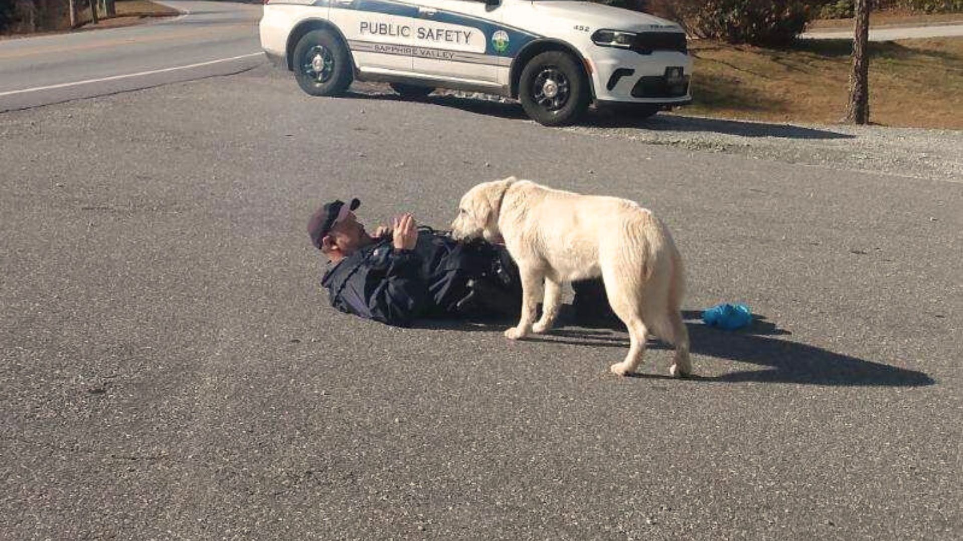 Fearful Stray Dog Refuses To Be Saved Until Her Giant-Hearted Rescuer ‘Collapses’