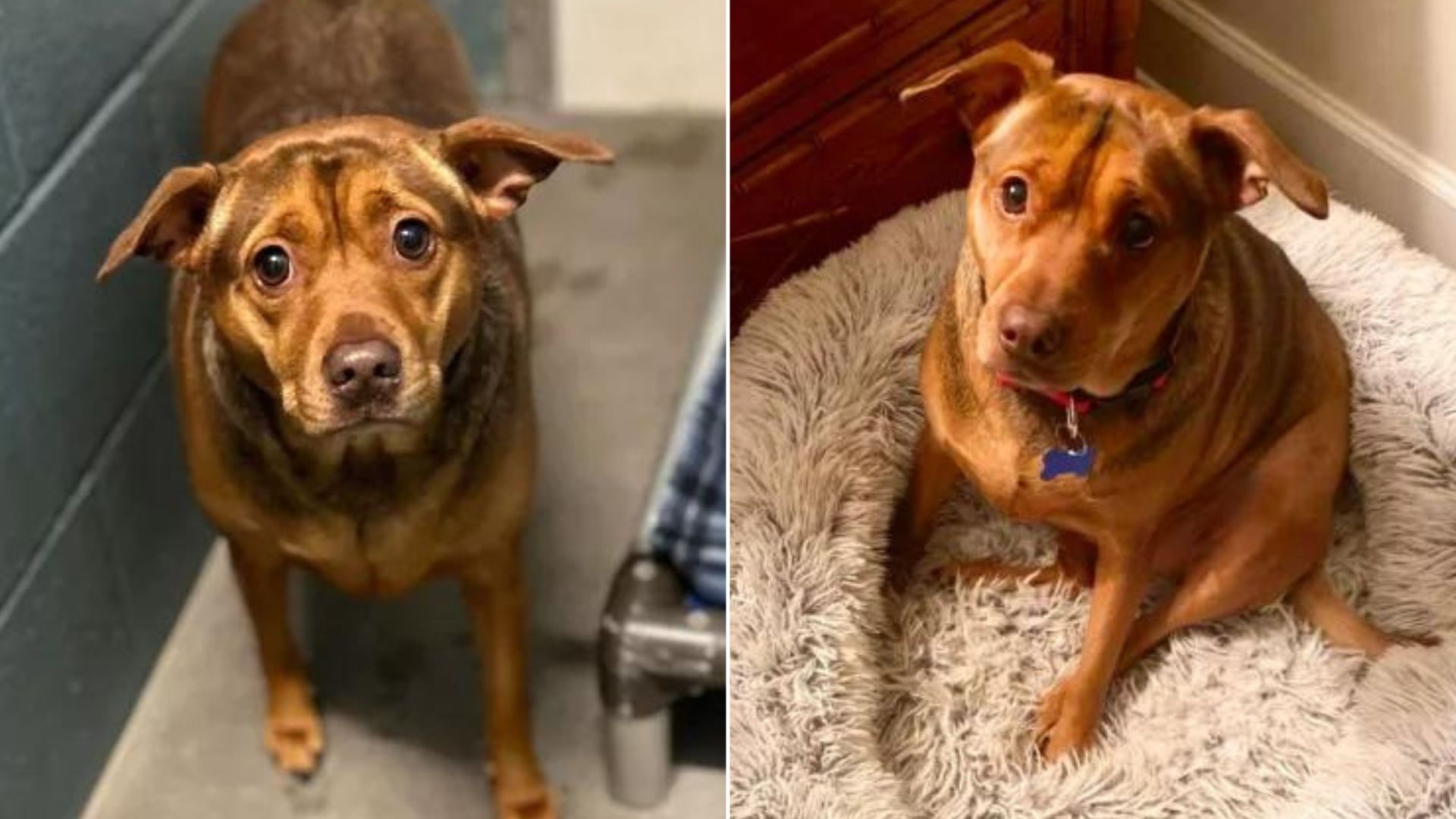Heartbroken Abandoned Dog Sparks Internet Debate About Her True Breed