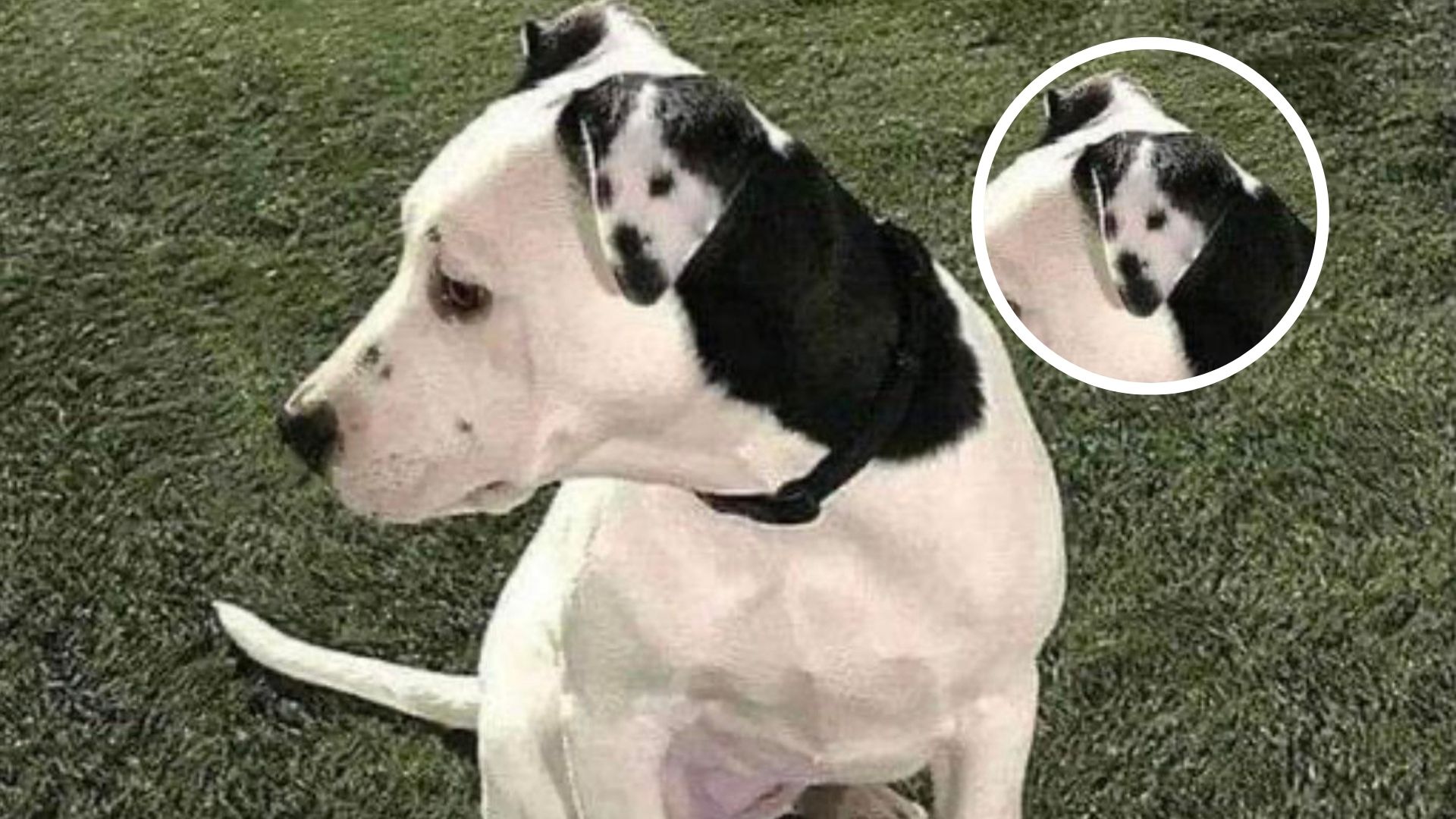 This Sweet Dog Has A Funny Picture Of Herself On Her Left Ear
