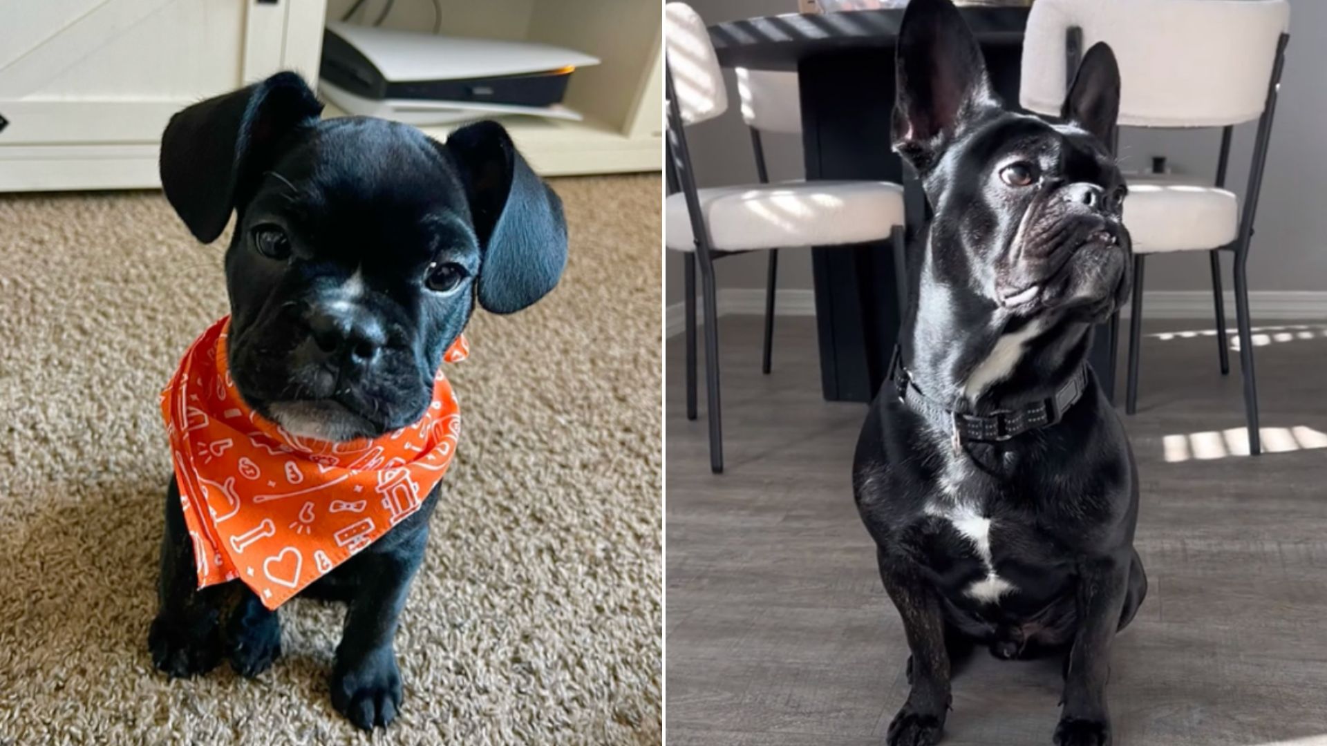 Owners Are Shocked When They Realize That Their Frenchie Is Growing Bigger Than Expected