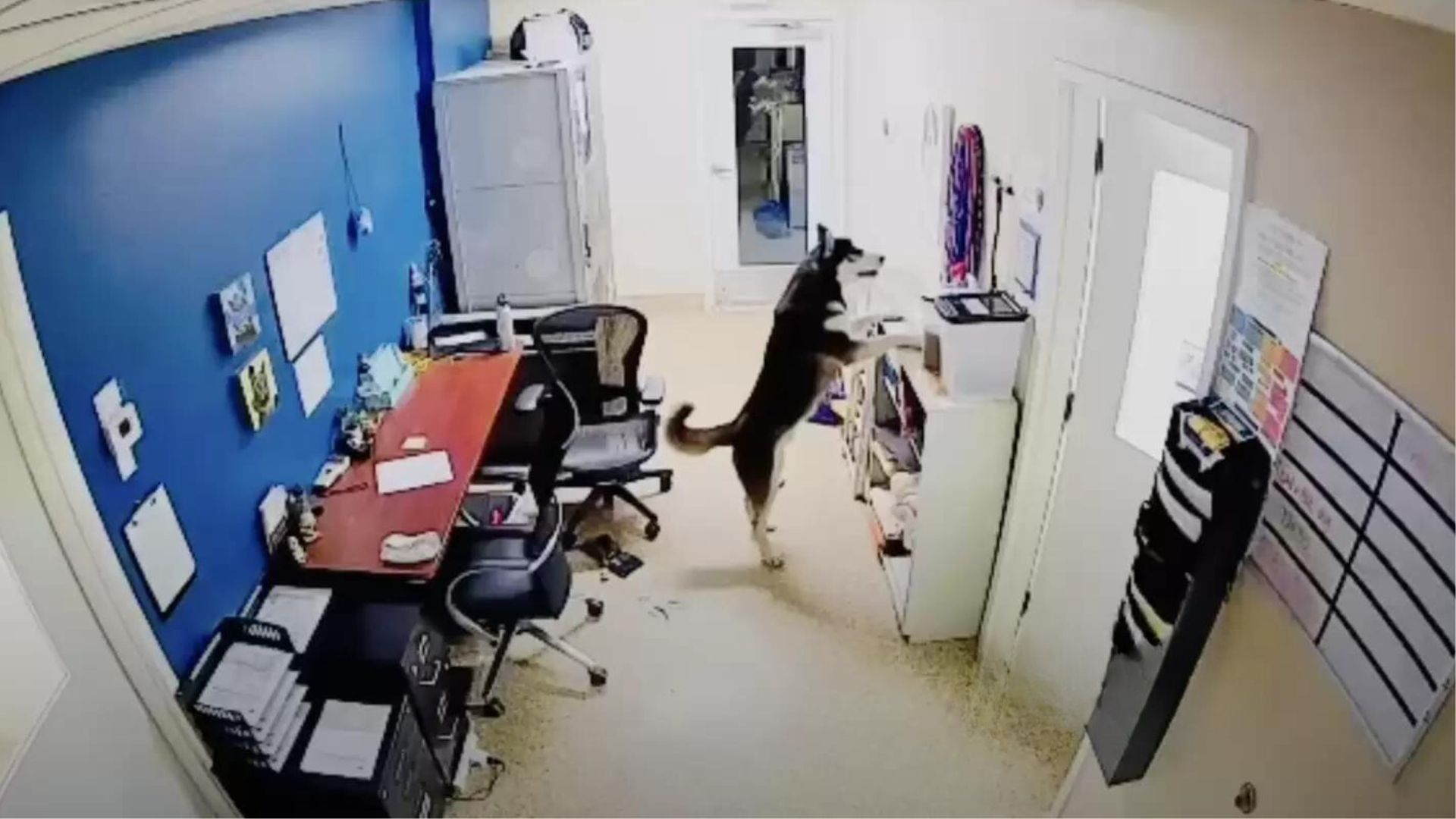 Police Officers Couldn’t Believe When They Saw Who Broke Into A Shelter Office
