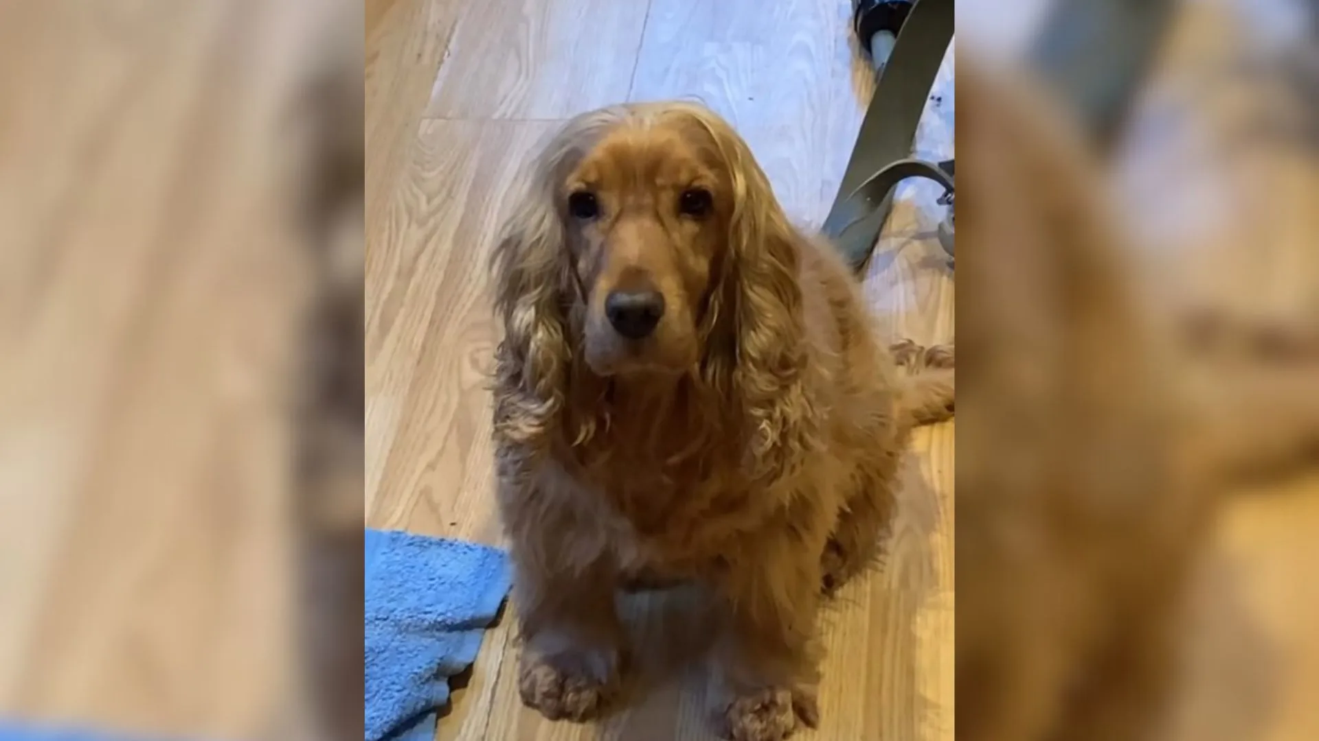 Rescue Cocker Spaniel Shows Off Special Talent By Doing A Magic Trick With Her Ears