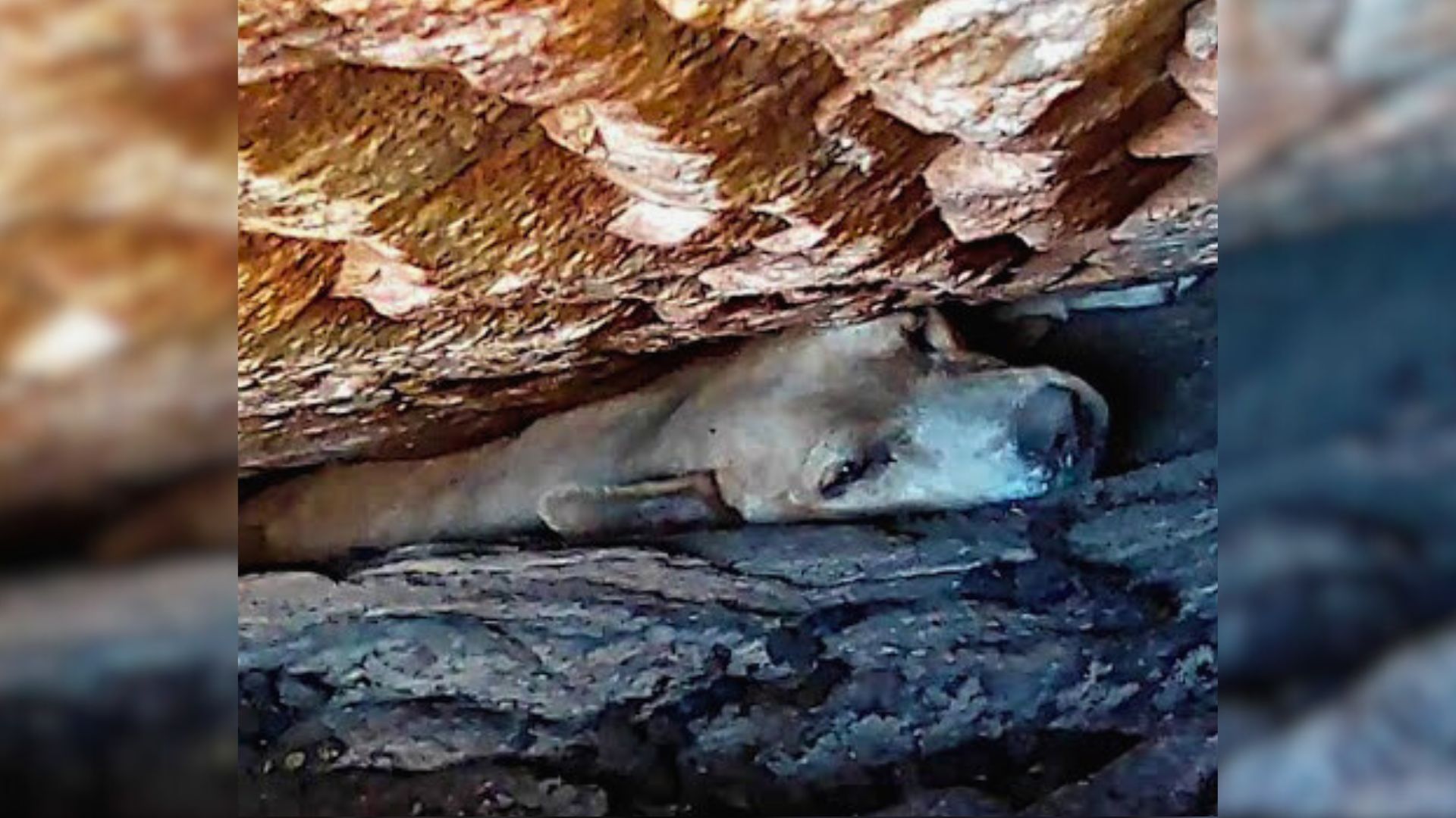 Rescuers Couldn’t Believe They Found A Dog Trapped Inside A Boulder, So They Rushed To Help