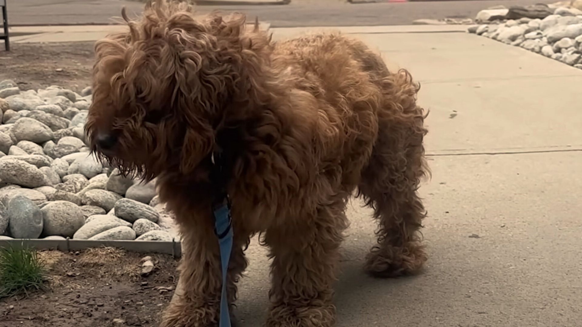 This Dog Was Rescued From A Puppy Mill And Then His Life Changed Completely