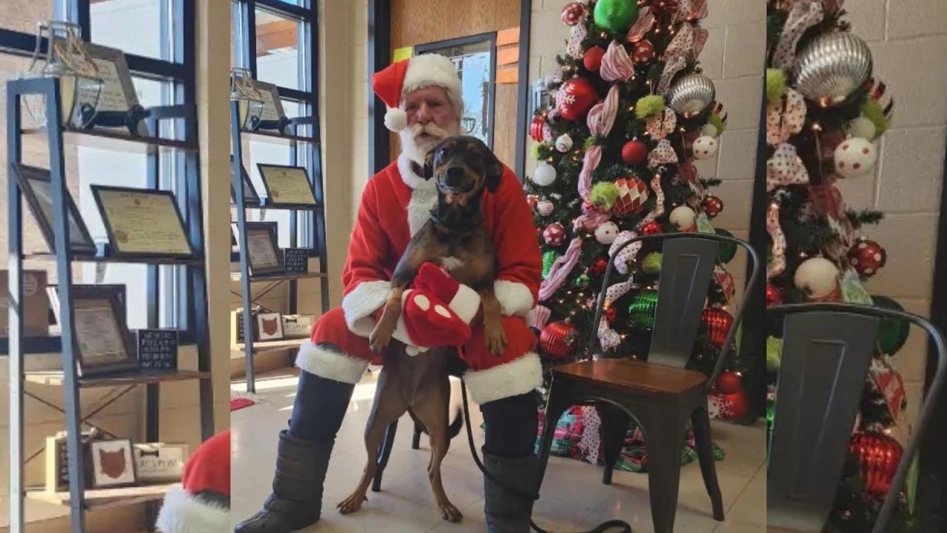 The Vet Dresses Up As Santa For Shelter Cats And Dogs, Bringing Furry Christmas Magic