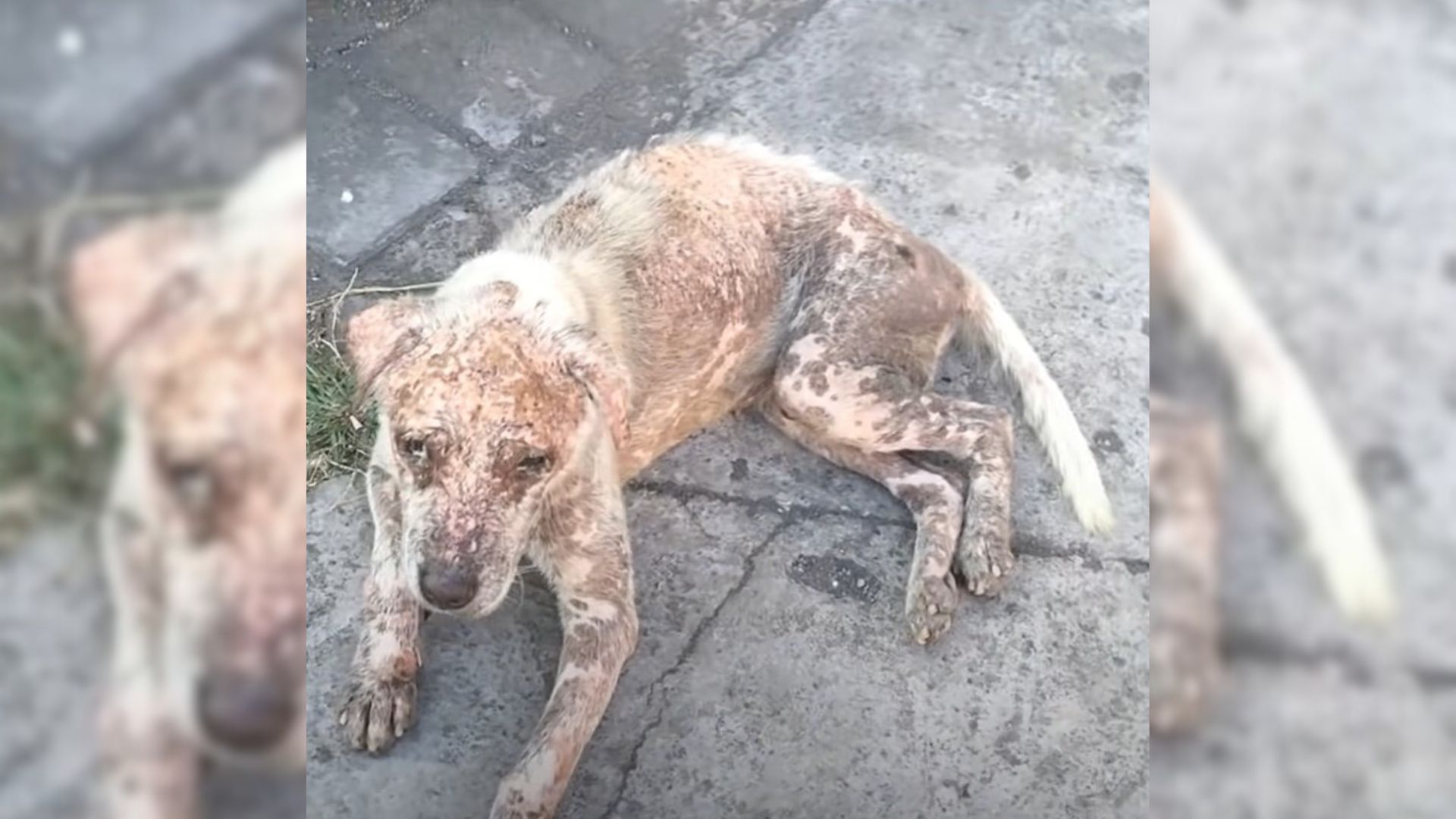 Rescuers Found A Malnourished Hairless Dog And Decided To Give Him A New Chance