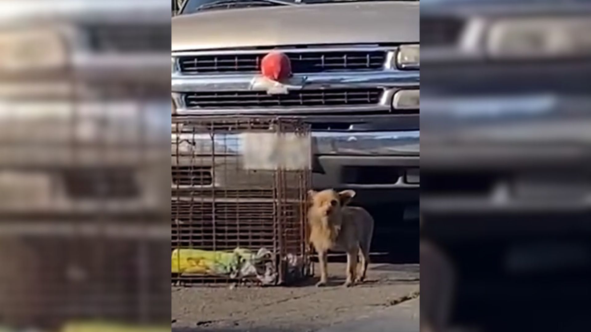 Small Dog Became So Scared After Getting Hit By A Car, Then One Day Everything Changed For Her