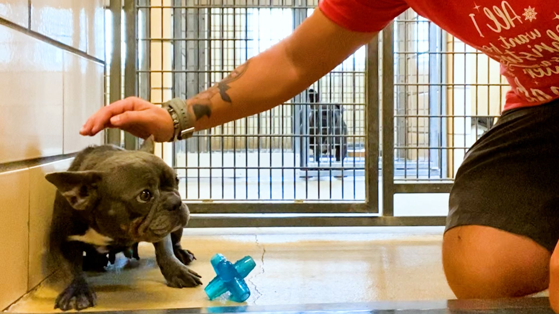 Trembling Frenchie Has No Idea What Love Was Until She Met Her Incredible Foster