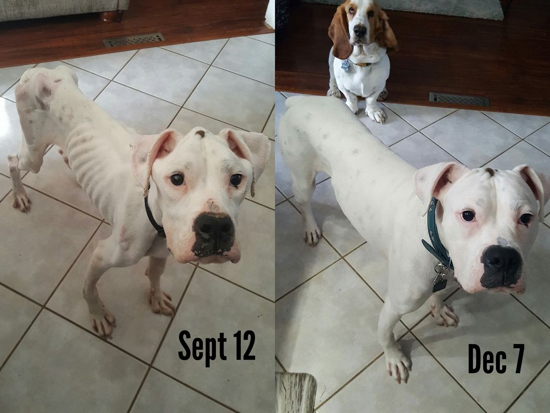 before and after photo of dog named billy