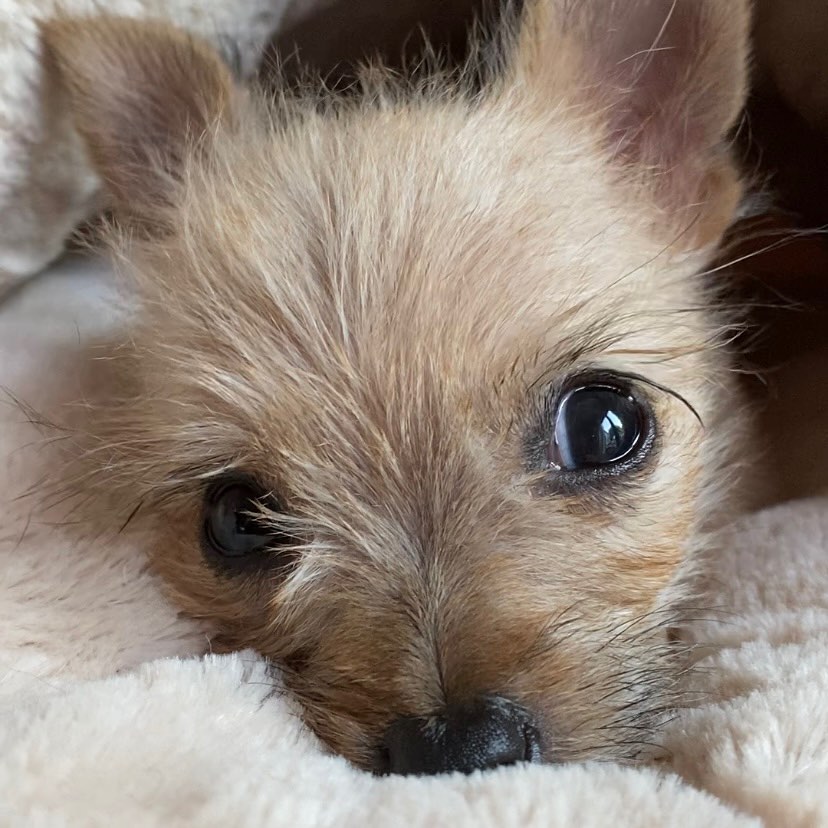close-up photo of tiny pup