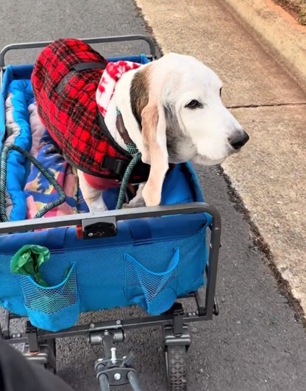 dog driving in the specially made stroller 