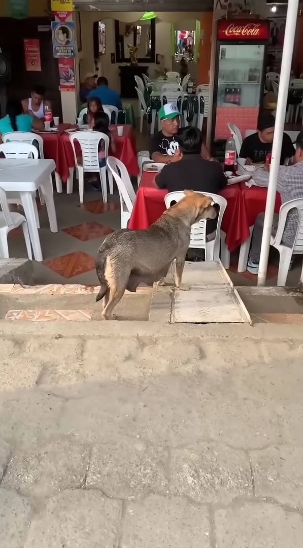 dog in front of the restaurant