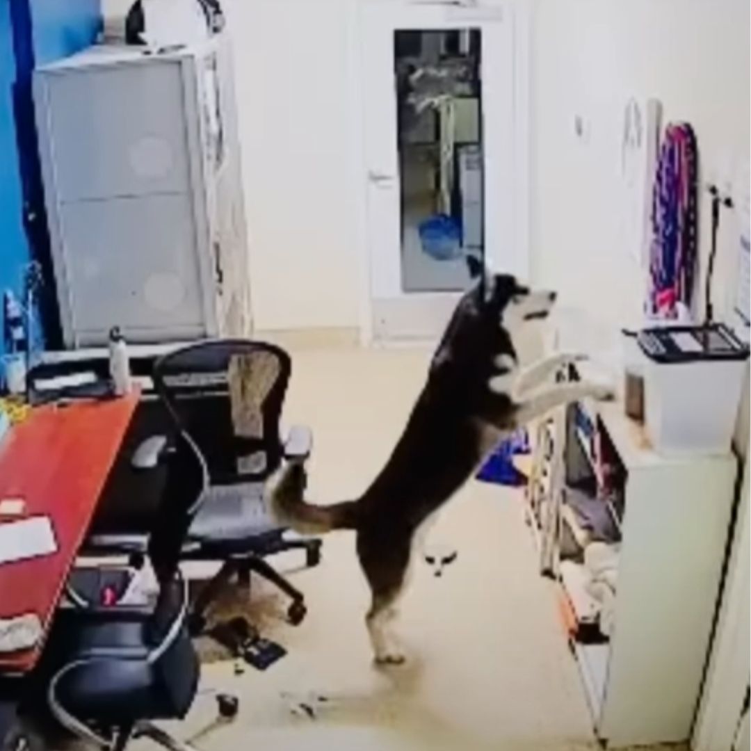 dog in shelter office