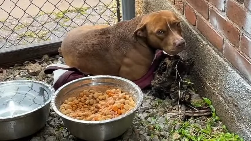 dog lying next to a bowl of food