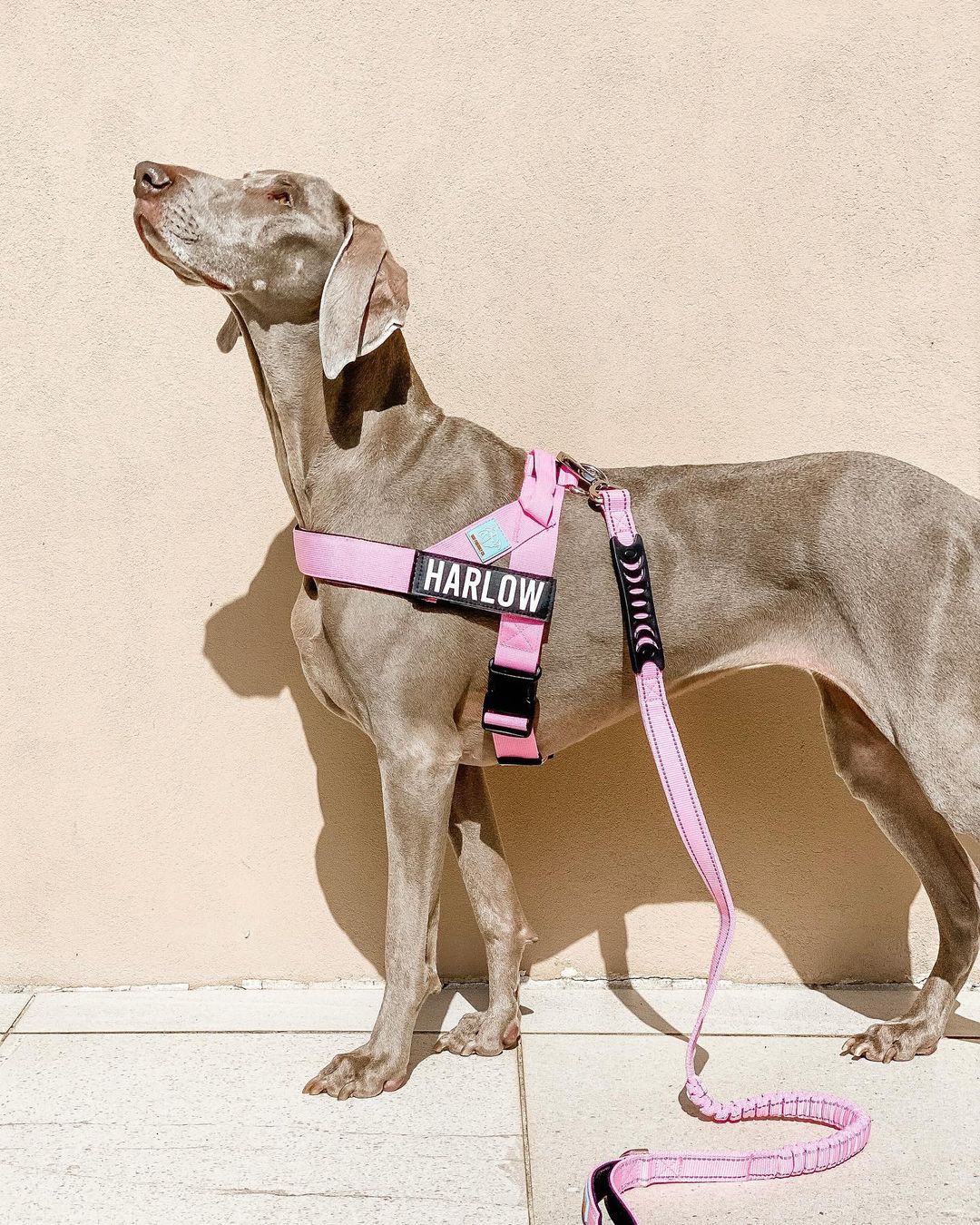 dog wearing a pink harness