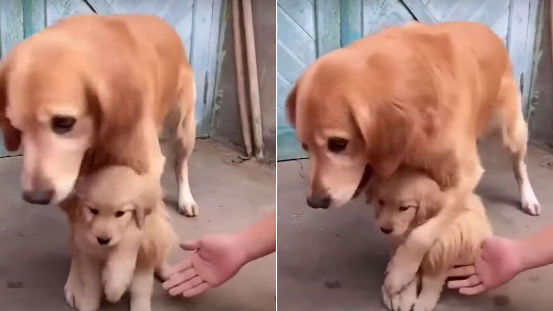 golden retriever hiding puppy from human hand