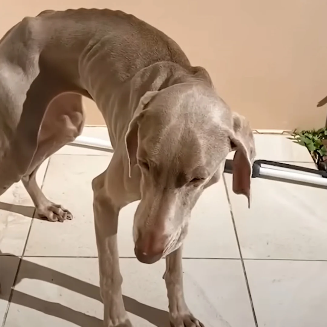 malnourished dog