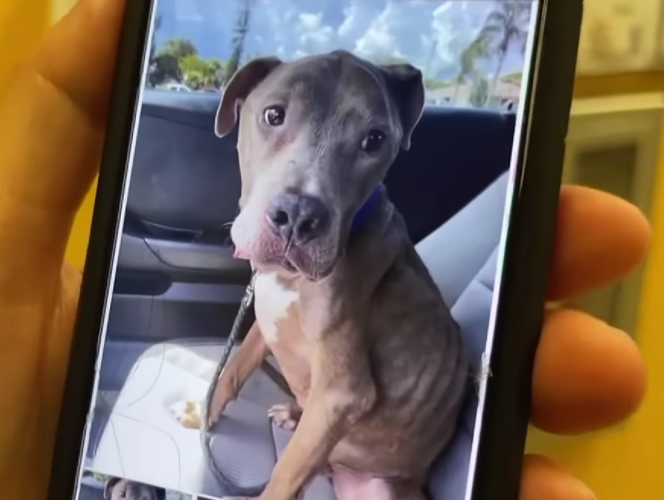 picture of pit bull on phone