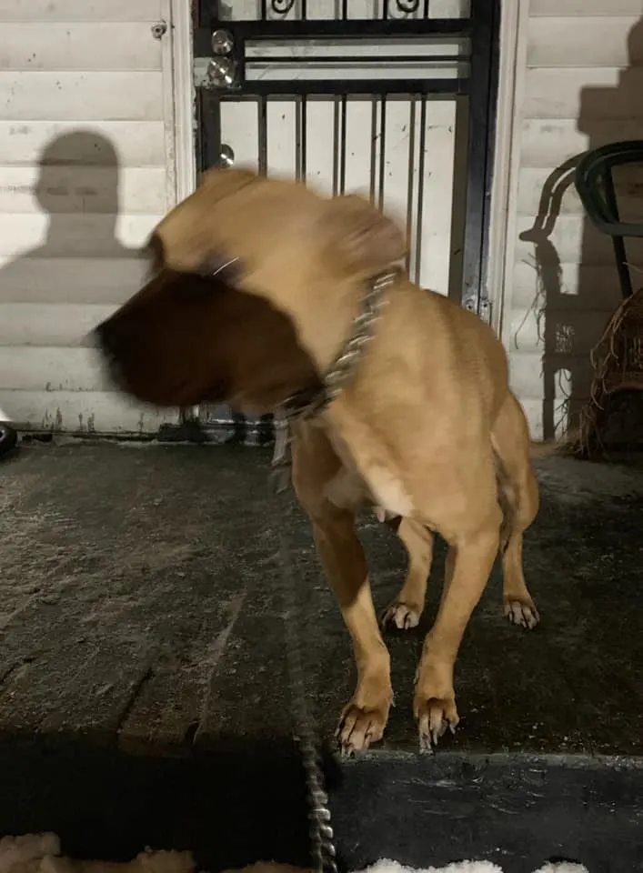 pit bull on a porch