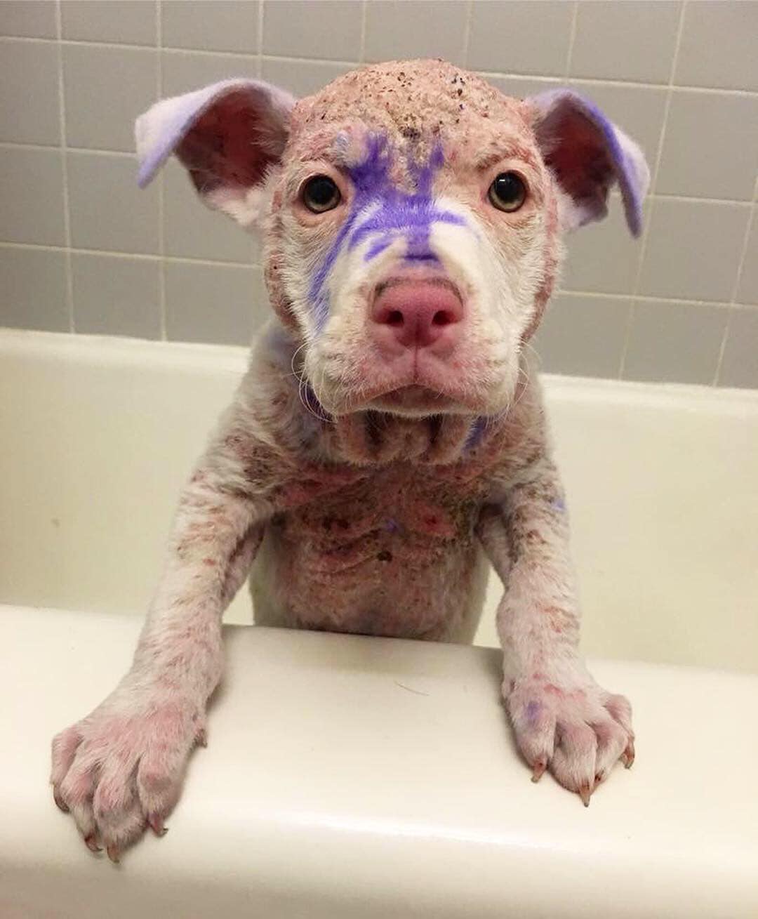 puppy covered in paint standing in bathtube