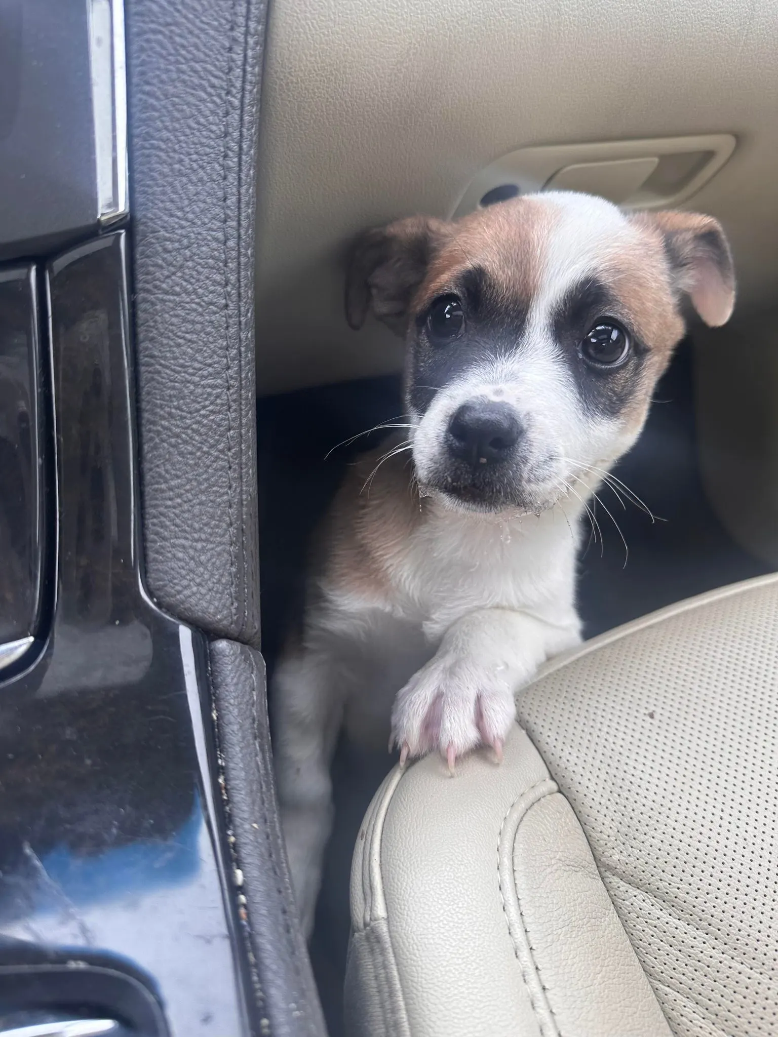 puppy in the car