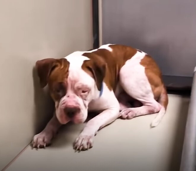 sad pitbull at shelter