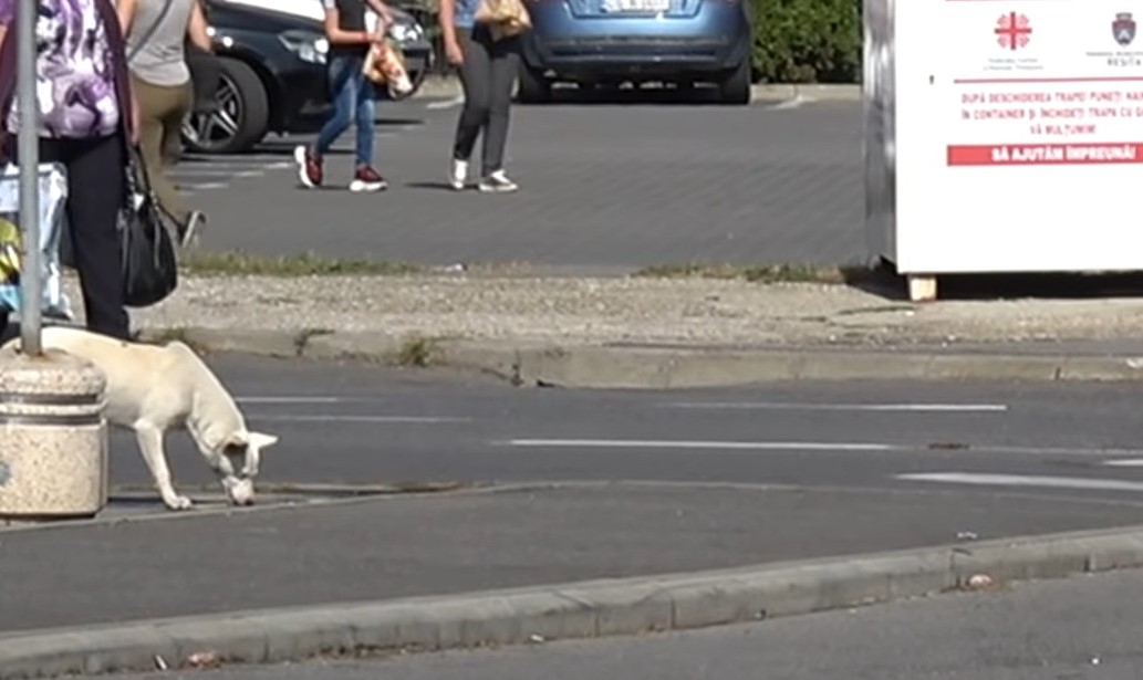 stray dog walking in the street