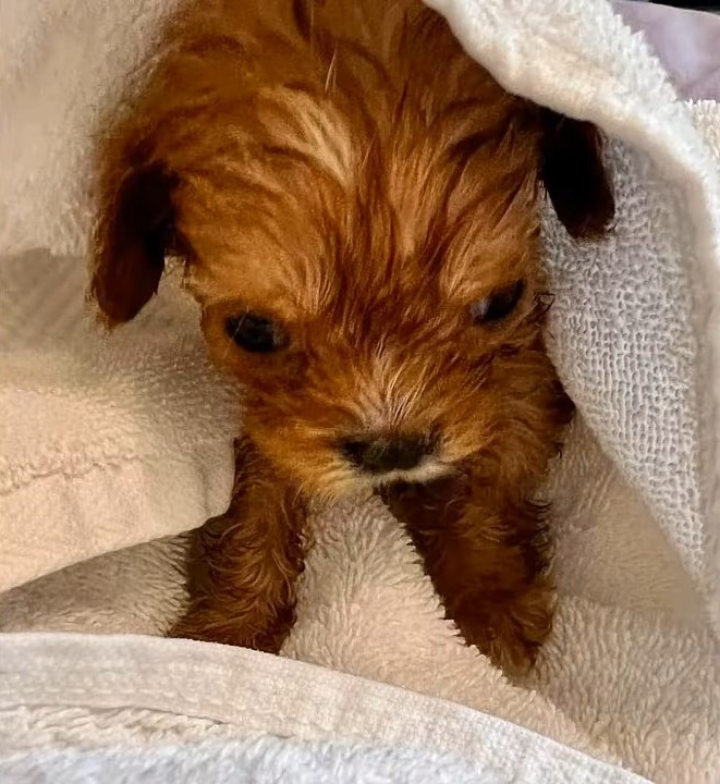tiny puppy wrapped in the towel