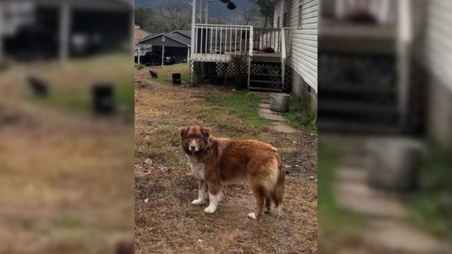 Pup Was Devastated When She Realized Her Owners Moved Out Of The House And Abandoned Her