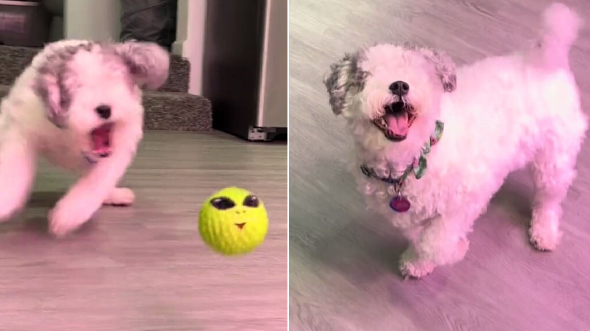 A Dog With No Eyes Shows Off Her Amazing Abilities And Fascinates The Internet