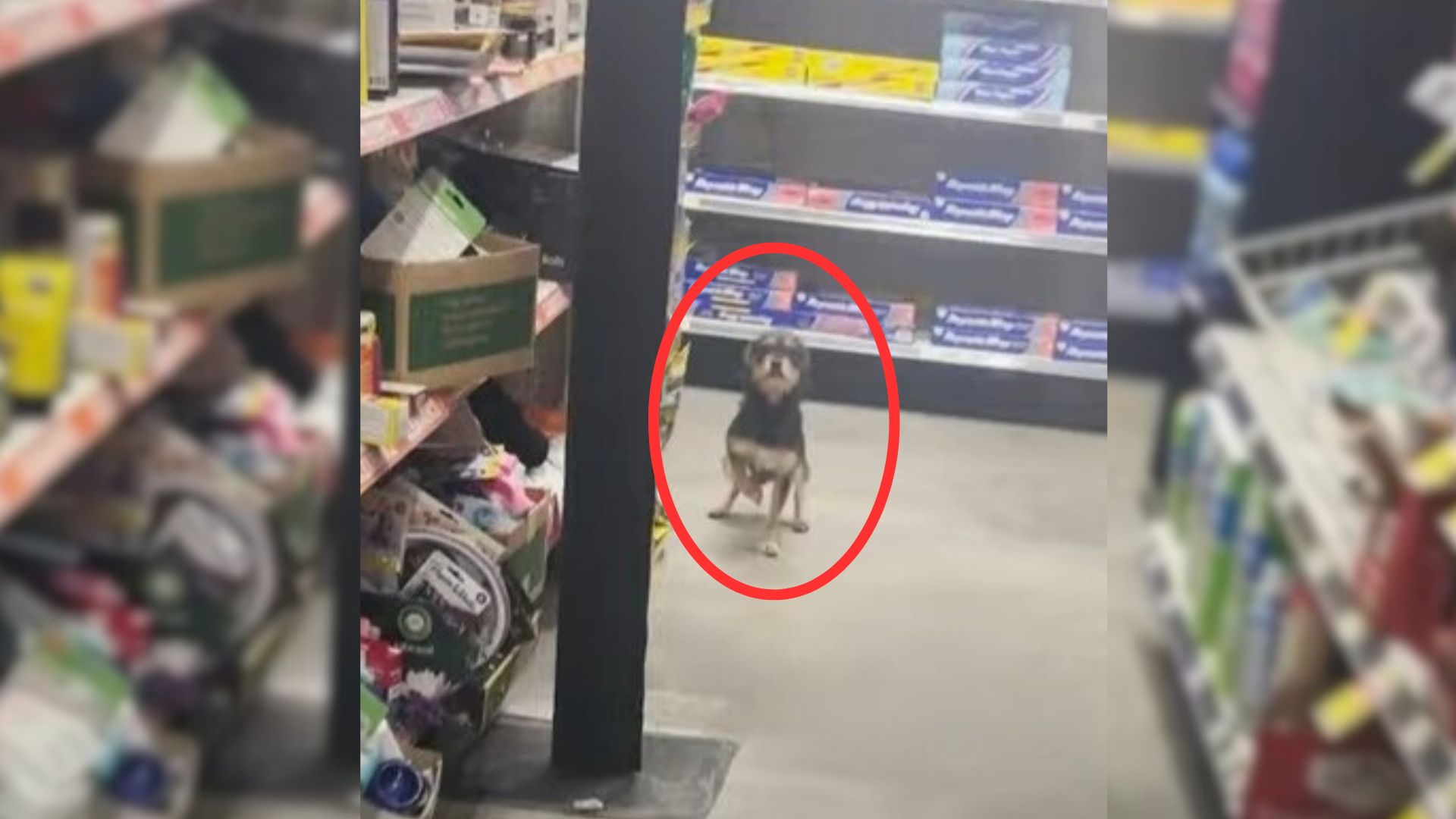A Man Discovers An Adorable Stray Pup Running Around At The Store