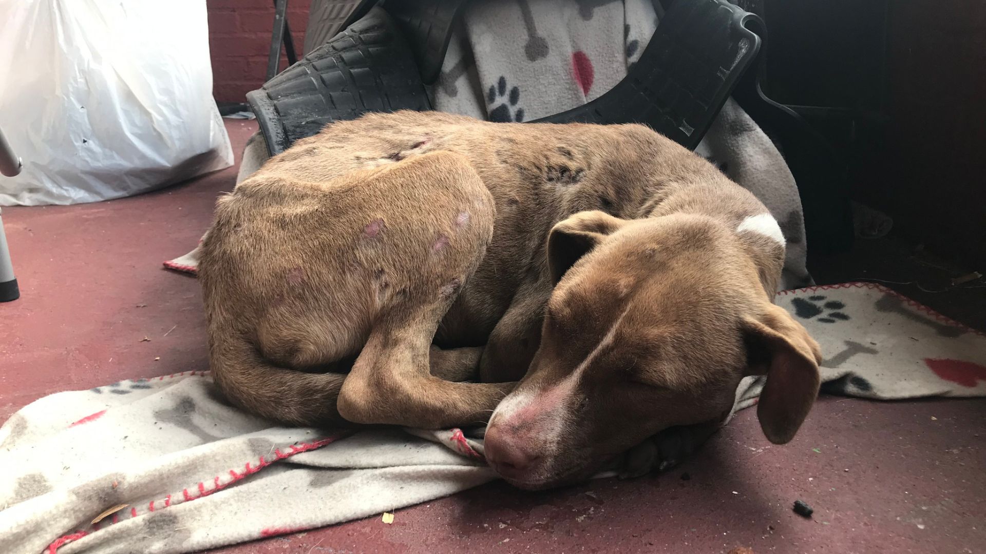 Sweet Dog Was Sad And Injured So He Curled Up On A Woman’s Porch In Hopes Of Getting Help