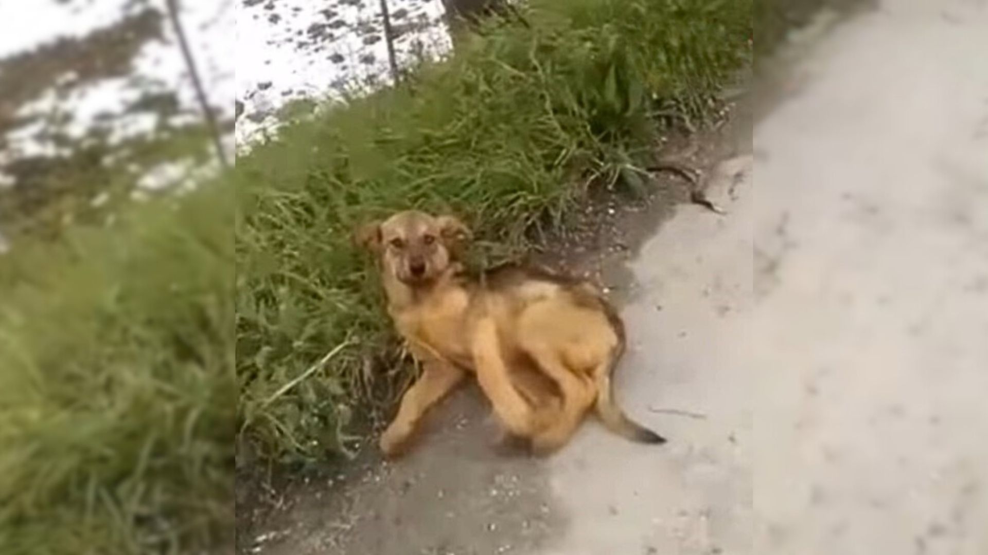 Desperate Injured Pup Can’t Stop Crying Loudly By The Road, Begging For Help