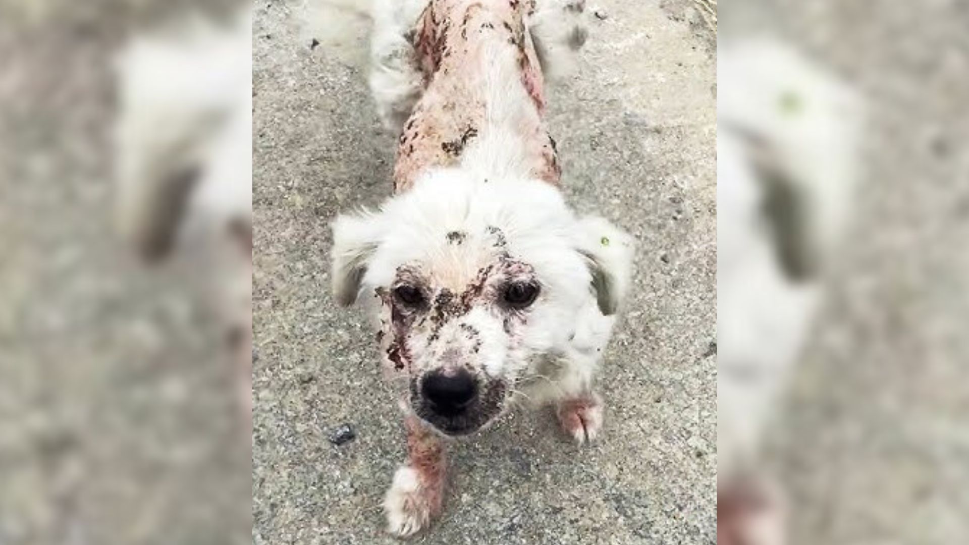 Woman Was Shocked When She Ran Into A Stray Dog All Covered In Bruises And Begged For Help