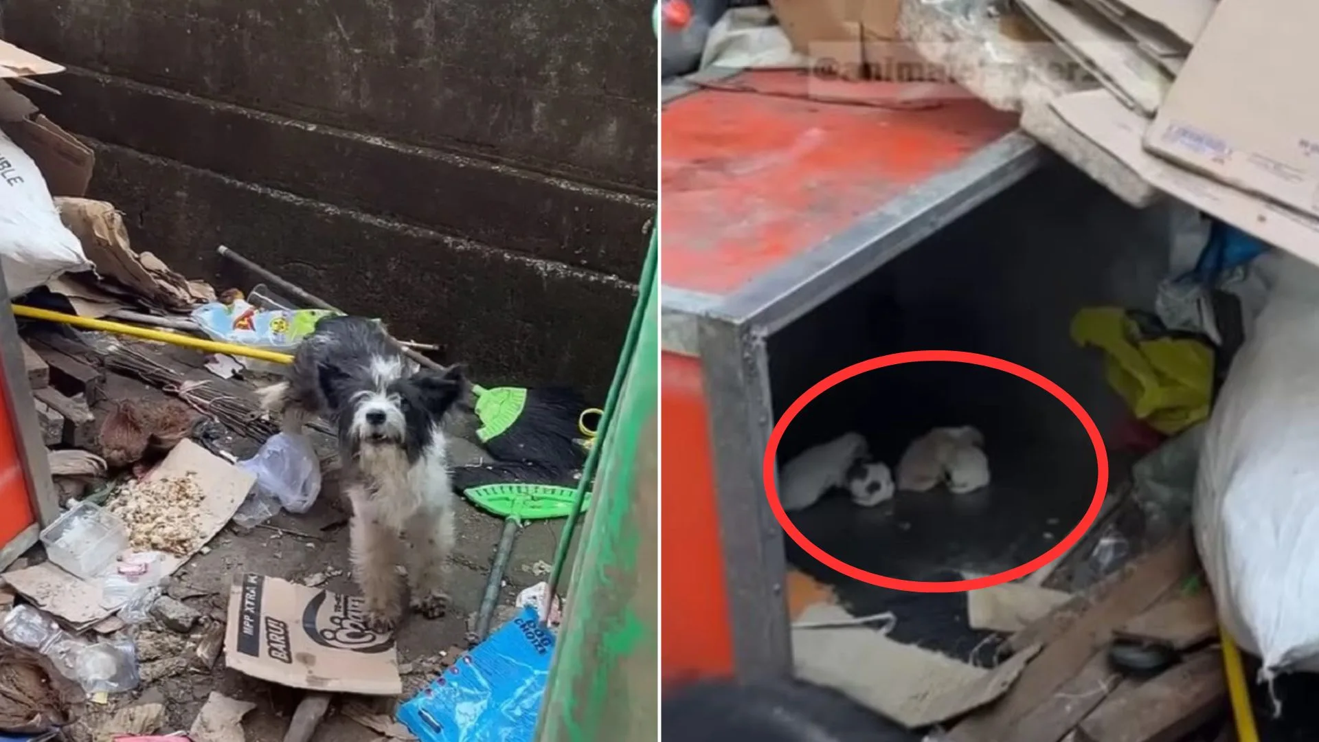 FS.A brave abandoned mother dog fought to keep her newborn alive by ...