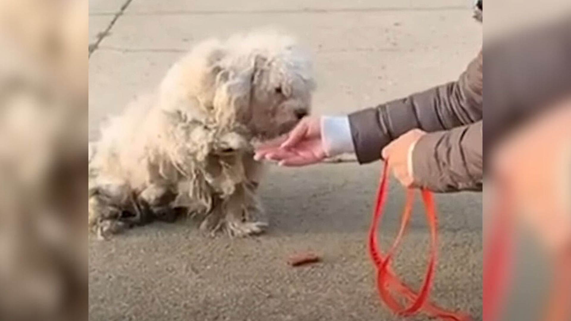 Extremely Matted And Neglected Dog Offers Rescuers His Tiny Paw, Begging For Help