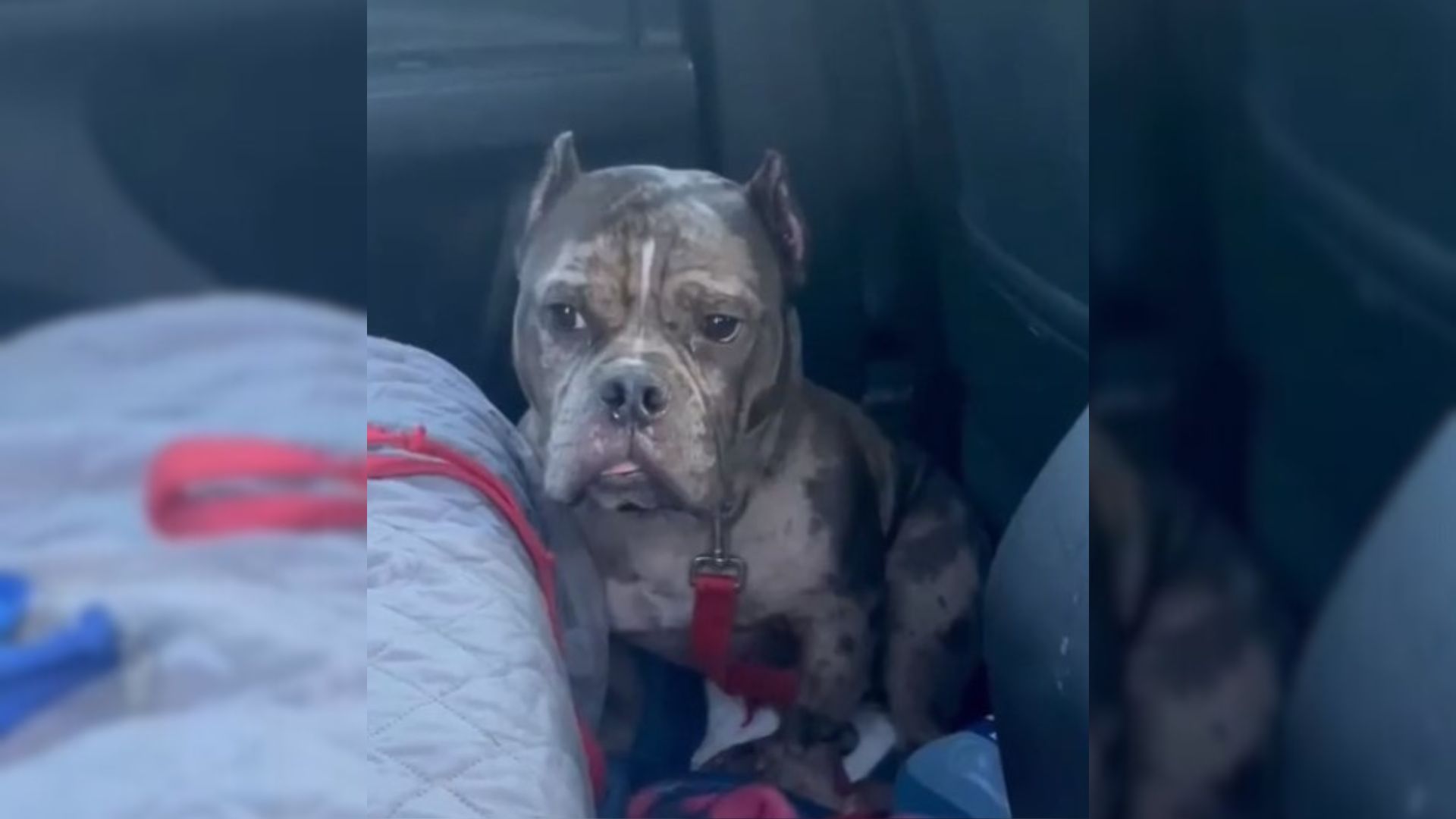 The Reason Behind This Heartbroken Dog Sticking To The Car Will Leave You In Tears