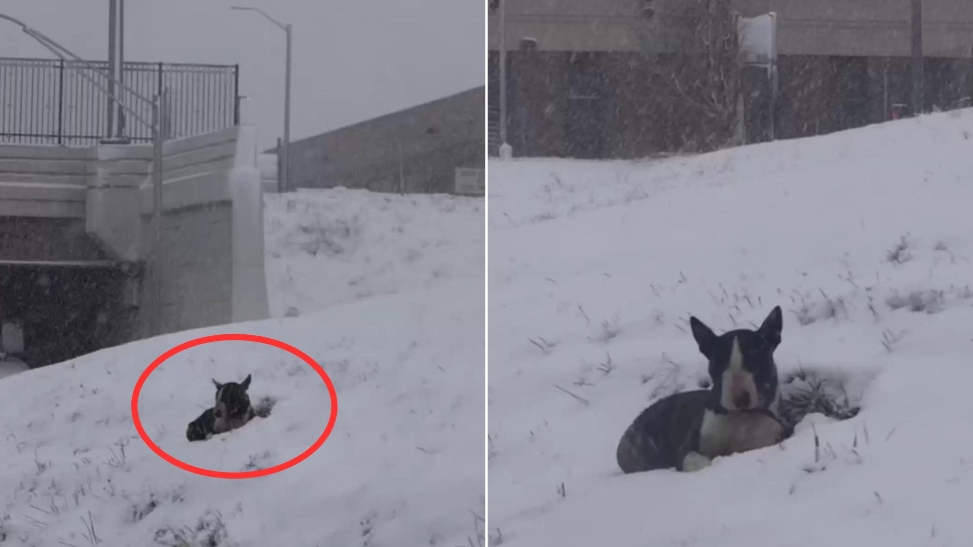 Abandoned Dog Who Was Getting Buried In Snow Hopes That Someone Would Finally Notice Him