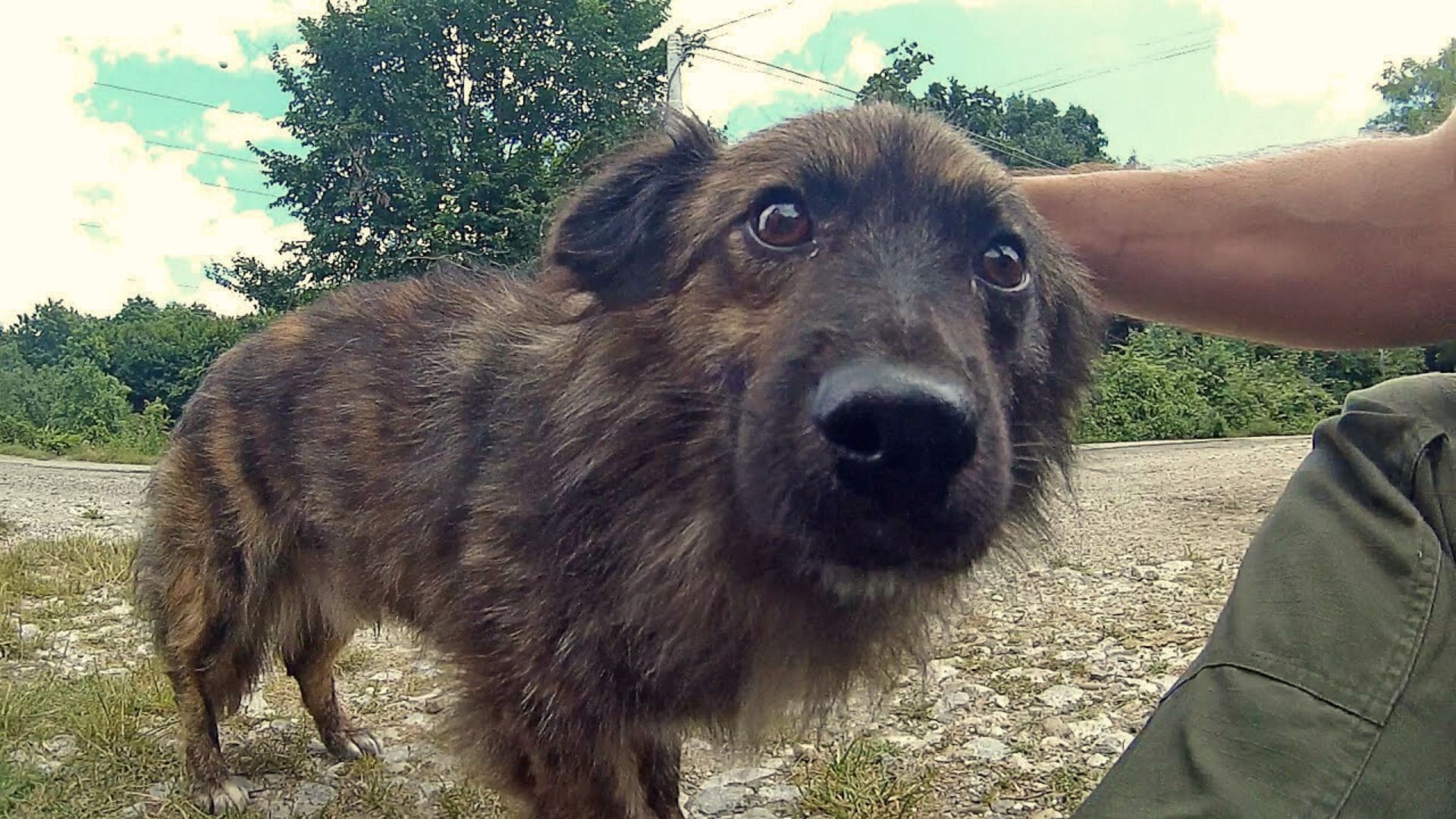 Loving Pup Abandoned On A Hill Was Overjoyed When He Saw A Kind Face 60 Days Later