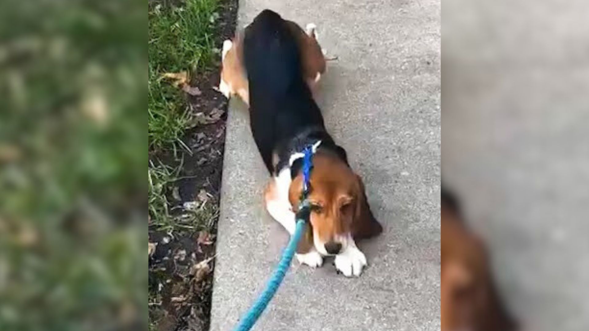 Beagle Rescued From A Medical Lab Learns How To Be A Dog For The First Time
