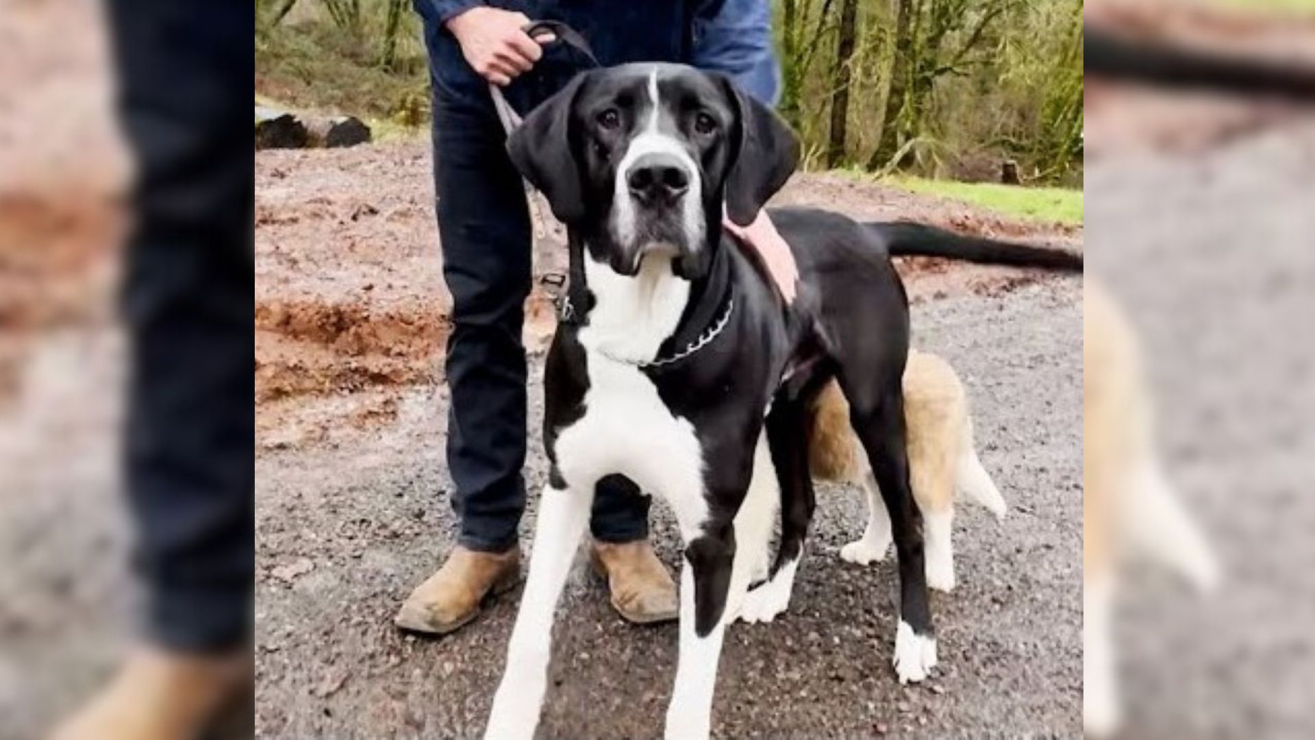 Big Dog Returned To The Shelter Due To Separation Anxiety, Now Has His Own Pack 