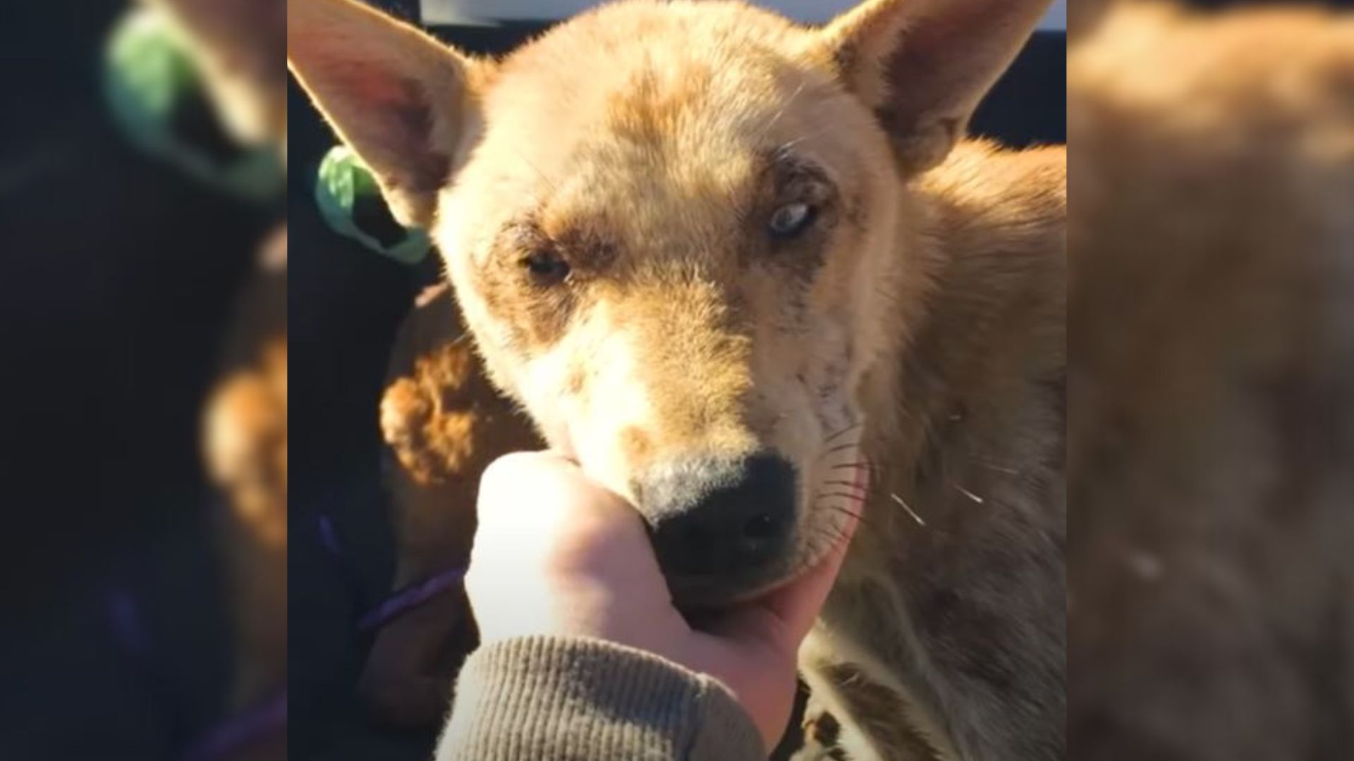 Blue-Eyed Pup Who Was Abandoned By His Family Becomes Completely Unrecognizable When Rescued