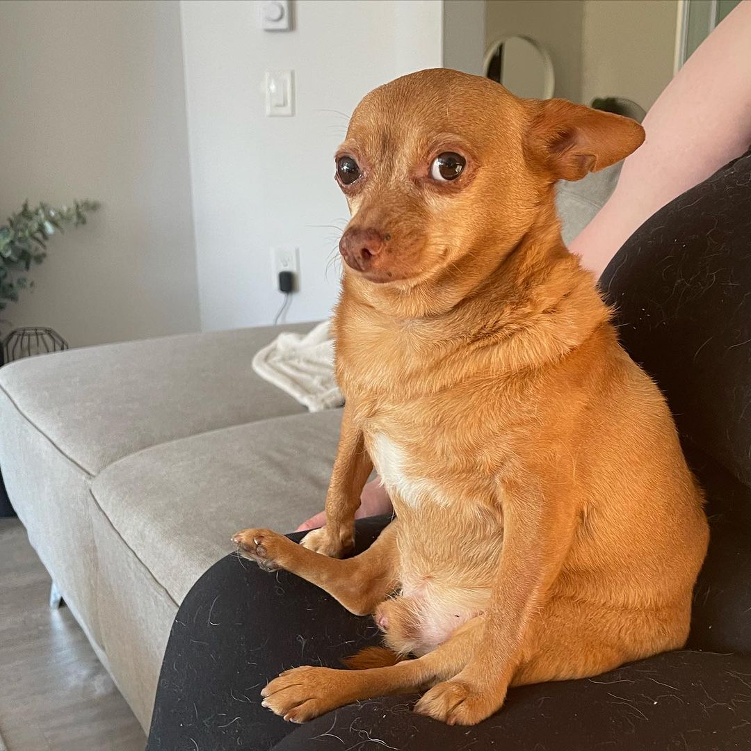 Chihuahua sitting on a owner