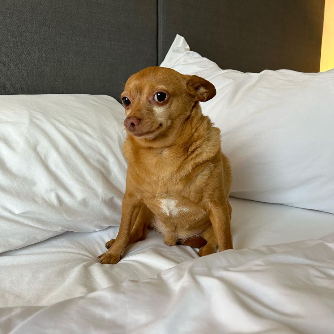 Cute Chihuahua on a bed